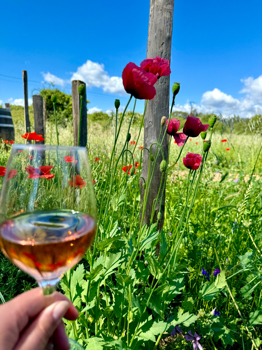 Dégustation de vin Corse champêtre